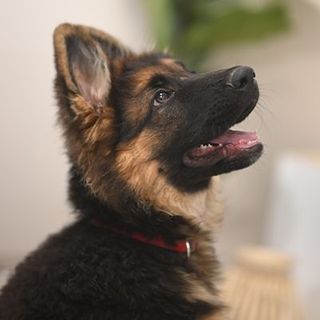 berger allemand chiot