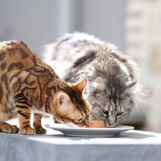 2 chats mangeant leur pâtée