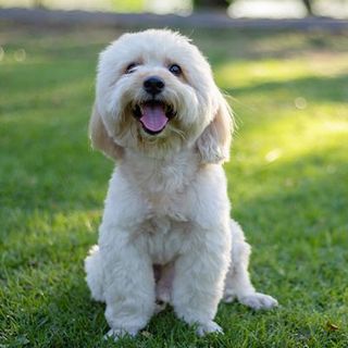 bichon assis dans la nature