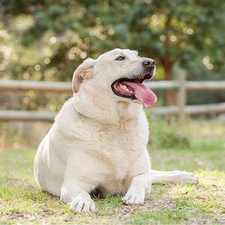 Labrador obèse dans l'herbe