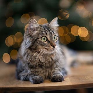 chat a noel