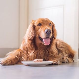 Golden Retriever devant sa gamelle