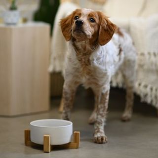 chien devant sa gamelle