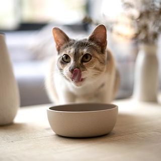 Chat gris blanc et beige mangeant ses croquettes