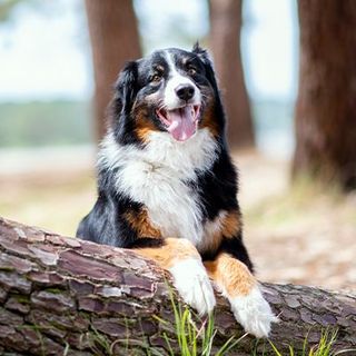 Bouvier Bernois sur la plage
