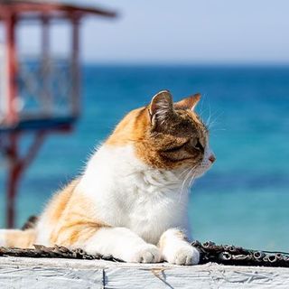 chat devant la mer