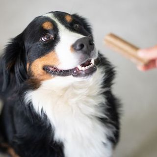 Bouvier Bernois heureux de recevoir son bâtonnet à mâcher Ultra Premium Direct