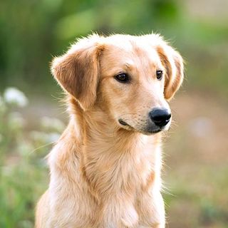 Chien beige dans la nature