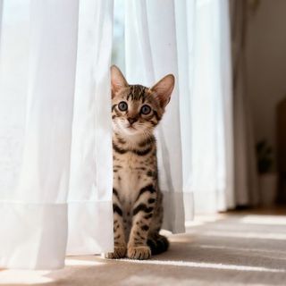 chaton tabby à côté du rideau de fenêtre