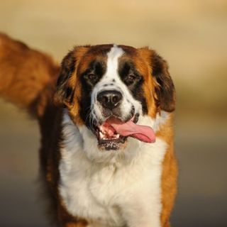 Bouvier Bernois blanc et rouge