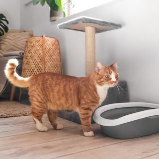 chat roux et blanc devant son bac à litière ouverte et son arbre à chat