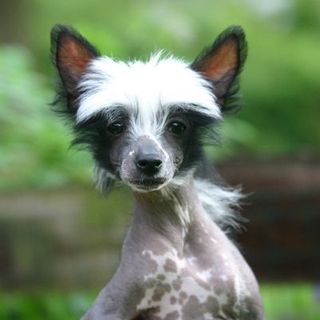 chien chinois à crète blanc et noir