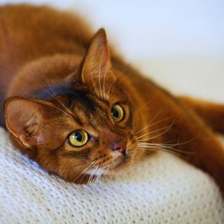 chat somali allongé