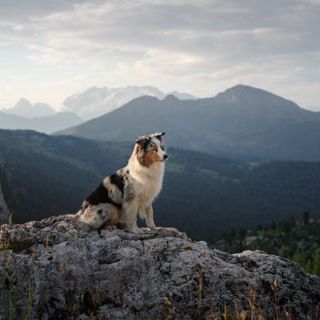 berger australien assis sur un rocher en randonnée