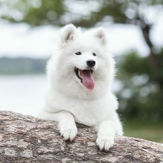 Samoyède devant un lac