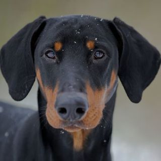 doberman dans la neige