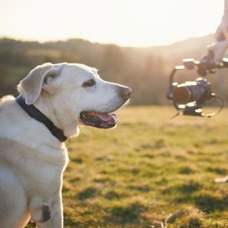 un homme filme un labrador