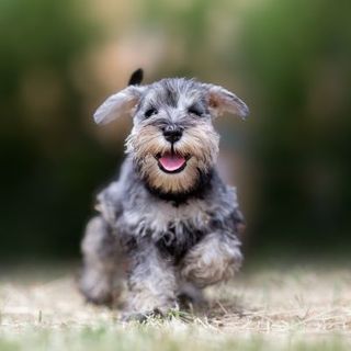 chiot Schnauzer en courant dans l'herbe