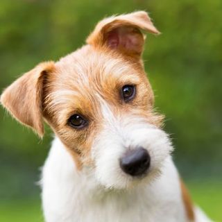 chien roux et blanc avec la tête inclinée sur le côté, dans un jardin