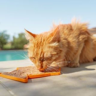 chat roux mangeant sa pâtée sur un tapis de léchage au bord de la piscine en été