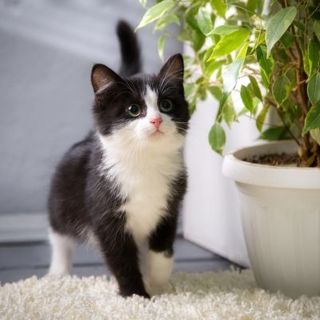 chaton noir et blanc à côté d'une plante