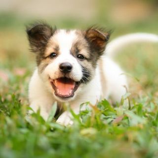 chiot s'amusant dans l'herbe