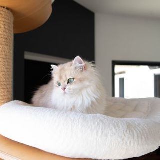 chat sur son arbre à chat