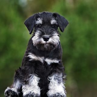 Schnauzer noir et blanc