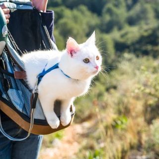 chat blanc en vacances avec sa maîtresse
