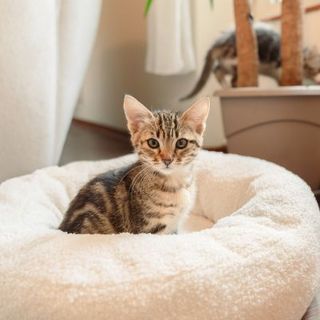 chaton tabby dans son panier beige