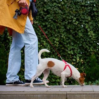 jack russell en balade avec sa maîtresse