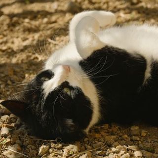 chat noir et blanc allongé sur le dos