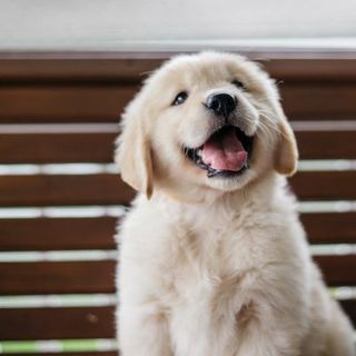chiot golden retriever sur un banc
