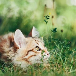 chat roux tabby allongé dans l'herbe verte