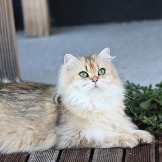 main coon aux yeux verts