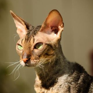 cornish rex beige