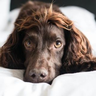 cocker marron chocolat allongé