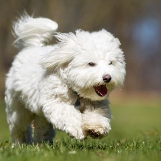 Coton de Tuléar courant en extérieur