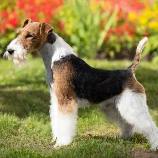 Focus Terrier dans un jardin fleuri