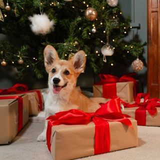 corgi devant le sapin avec ses cadeaux