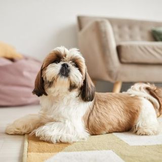 shih tzu beige et blanc allongé par terre