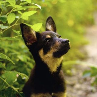 chiot Kelpie dans la nature