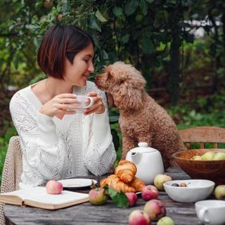 caniche à la table de sa maîtresse
