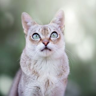 chat singapura fond vert