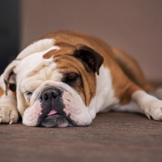 Bulldog Anglais endormi