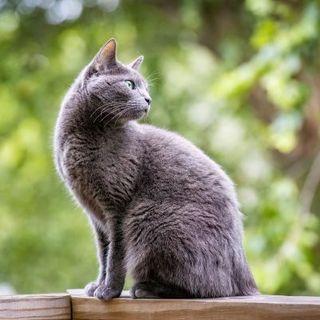 chat bleu russe tourné vers la droite dans la nature