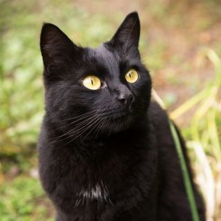 chat de bombay dans la nature 