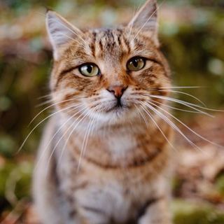 chat tabby dans la nature
