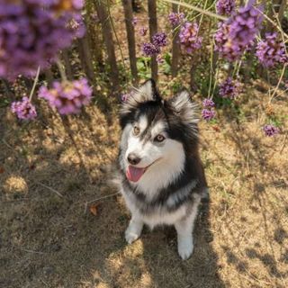 pomsky assis devant des fleurs