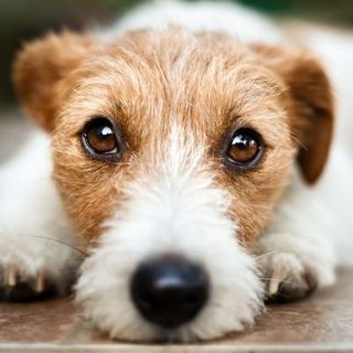 chien roux et blanc allongé